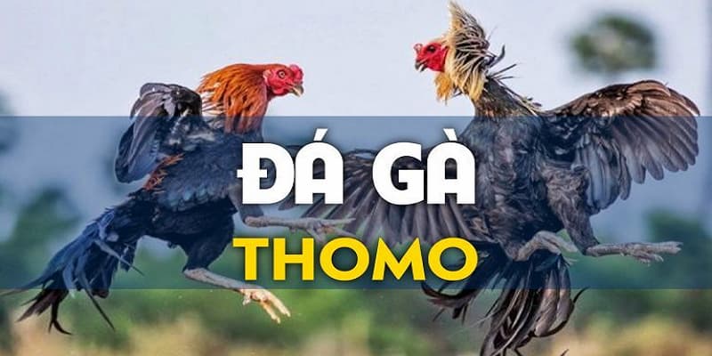 Đá gà 8day thomo